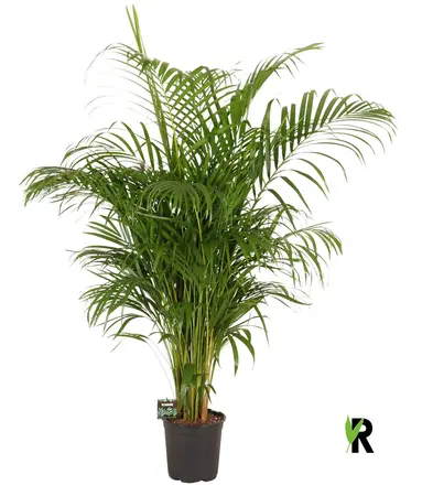 (01) DYPSIS LUTESCENS 170 P32 - afbeelding 2