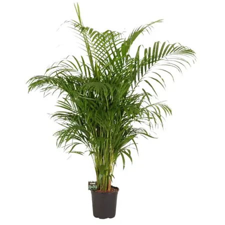 (01) DYPSIS LUTESCENS 170 P32 - afbeelding 1