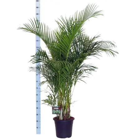 (01) DYPSIS LUTESCENS 170 P32 - afbeelding 3