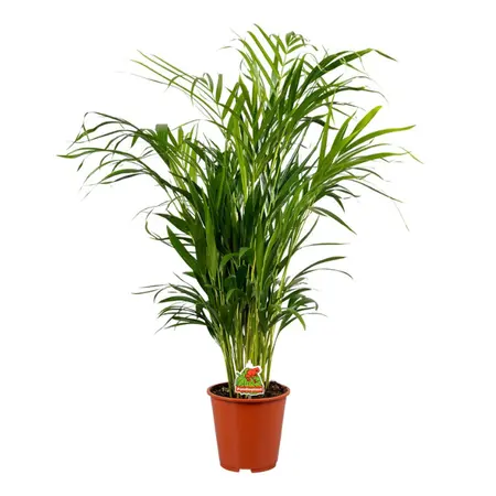 (01) DYPSIS LUTESCENS P17 - afbeelding 1