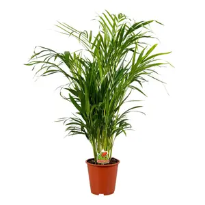 (01) DYPSIS LUTESCENS P17 - afbeelding 2