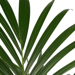 (01) DYPSIS LUTESCENS P17 - afbeelding 2