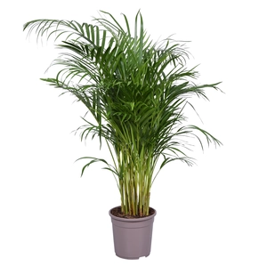 (01) DYPSIS LUTESCENS P24 - afbeelding 2