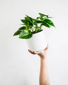 (01) EPIPREMNUM PINN AUREUM HP15 - afbeelding 2
