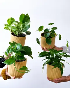 (01) EPIPREMNUM PINN AUREUM HP15 - afbeelding 3