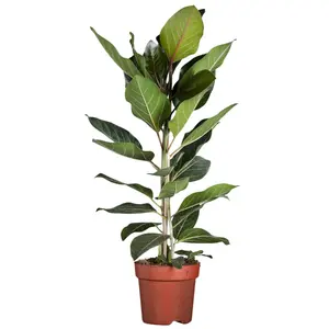 Ficus benghalensis 'Joy' – Kamerplant met grote, leerachtige bladeren