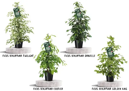 (01) FICUS FOREVER BENJAMINA MIX P21