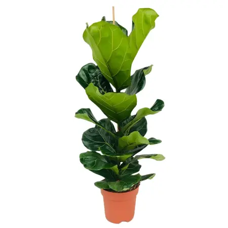 (01) FICUS LYRATA P21 - afbeelding 1