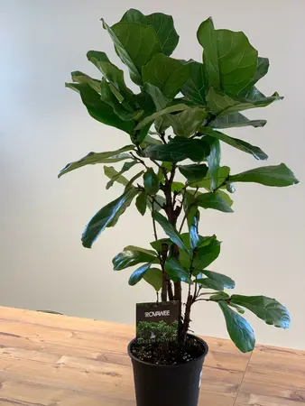 (01) FICUS LYRATA VERTAKT P24 - afbeelding 4