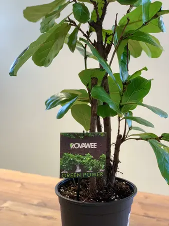 (01) FICUS LYRATA VERTAKT P24 - afbeelding 5