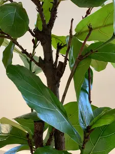 (01) FICUS LYRATA VERTAKT P24 - afbeelding 7