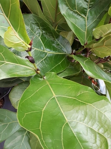 (01) FICUS LYRATA VERTAKT P24 - afbeelding 6