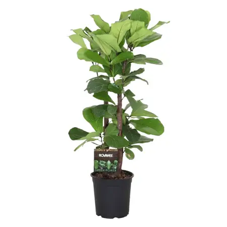 (01) FICUS LYRATA VERTAKT P24 - afbeelding 1