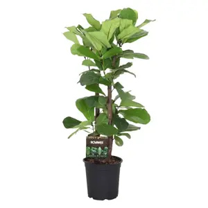 (01) FICUS LYRATA VERTAKT P24 - afbeelding 1