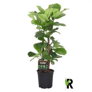 (01) FICUS LYRATA VERTAKT P24 - afbeelding 3