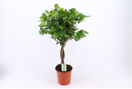 (01) FICUS MOCLAME P17 STAM - afbeelding 3