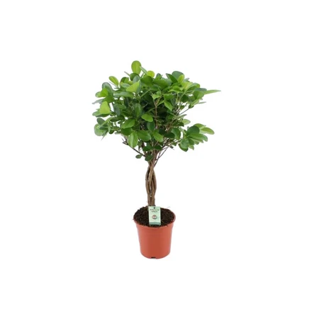 (01) FICUS MOCLAME P17 STAM - afbeelding 1