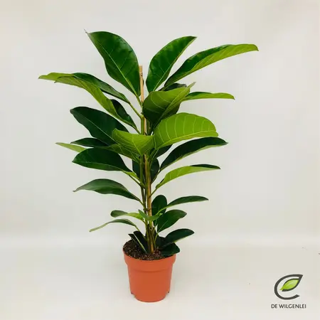 (01) FICUS ROY P21 - afbeelding 2