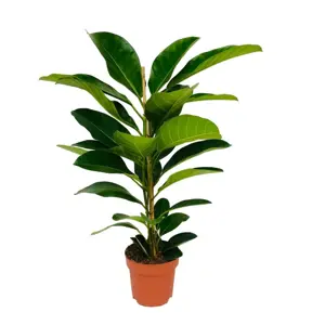 (01) FICUS ROY P21 - afbeelding 2
