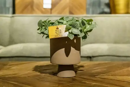 Fittonia Verschaffeltii - afbeelding 5