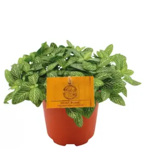 (01) FITTONIA VERSCHAFFELTII, 10.5CM - afbeelding 6