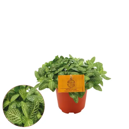 (01) FITTONIA VERSCHAFFELTII, 10.5CM - afbeelding 2