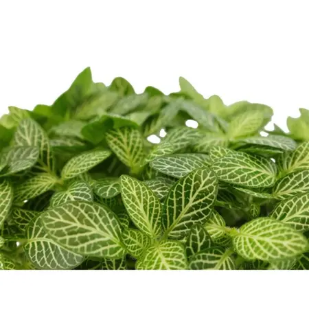 (01) FITTONIA VERSCHAFFELTII, 10.5CM - afbeelding 3