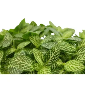 (01) FITTONIA VERSCHAFFELTII, 10.5CM - afbeelding 3
