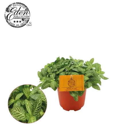 Fittonia Verschaffeltii - afbeelding 2