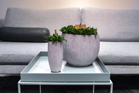 Fittonia Verschaffeltii - afbeelding 5