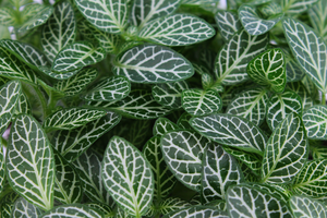 (01) FITTONIA VERSCHAFFELTII, 15CM - afbeelding 4
