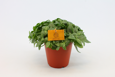 (01) FITTONIA VERSCHAFFELTII, 15CM - afbeelding 2