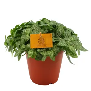 (01) FITTONIA VERSCHAFFELTII, 15CM - afbeelding 5