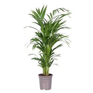 (01) HOWEA FORSTERIANA 130 POTM 24