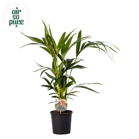 (01) HOWEA FORSTERIANA P19 90CM - afbeelding 3
