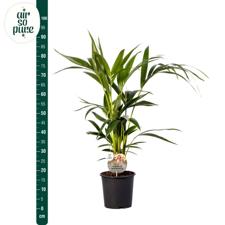 (01) HOWEA FORSTERIANA P19 90CM - afbeelding 4