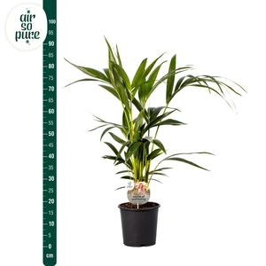 (01) HOWEA FORSTERIANA P19 90CM - afbeelding 4