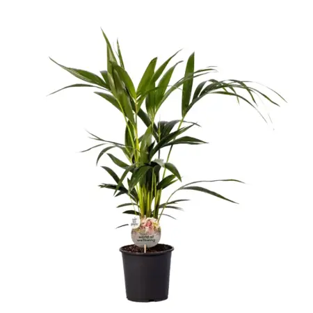 (01) HOWEA FORSTERIANA P19 90CM - afbeelding 1