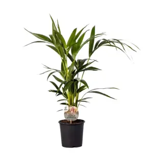 (01) HOWEA FORSTERIANA P19 90CM - afbeelding 4