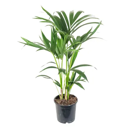 (01) HOWEA FOSTERIANA 160 POTM 24