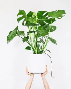 (01) MONSTERA DELICIOSA P17 - afbeelding 3