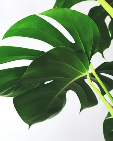 (01) MONSTERA DELICIOSA P17 - afbeelding 5