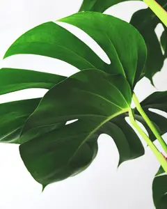 (01) MONSTERA DELICIOSA P17 - afbeelding 5