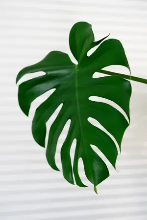 (01) MONSTERA DELICIOSA P17 - afbeelding 4