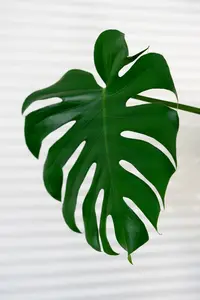(01) MONSTERA DELICIOSA P17 - afbeelding 4