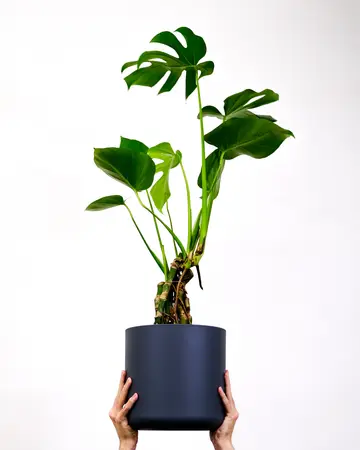 (01) MONSTERA DELICIOSA P17 - afbeelding 2