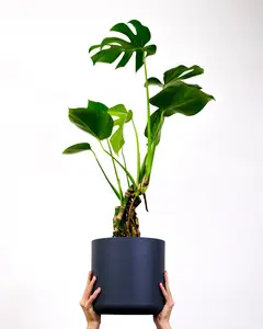 (01) MONSTERA DELICIOSA P17 - afbeelding 2