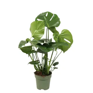 (01) MONSTERA DELICIOSA P17 - afbeelding 5