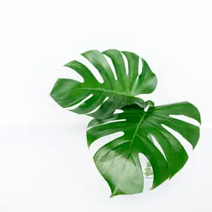 (01) MONSTERA DELICIOSA P21 - afbeelding 2