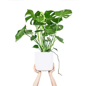 (01) MONSTERA DELICIOSA P21 - afbeelding 3